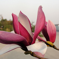 �Ұ����Ļ�֮����������