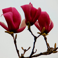 ̫����������  