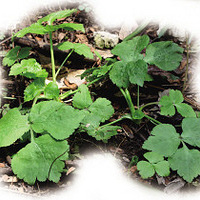 ��������Ұ�˺óԣ� �������ľ���Ұ��