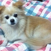 [����]С������������ɽ��ʧ�������ṩ��������ɢ���г�л��