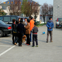 ���²ɲ�ݮ֮��