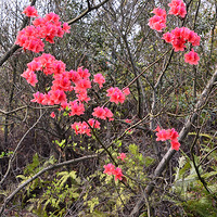 ŭ�ŵ�ӳɽ��