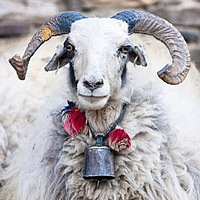 ���Ǻ�����֪�� ��������ţ�Ƶ�