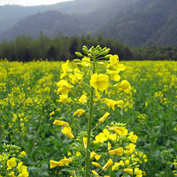 �Ͳ˻�����