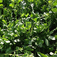 ɹɹ�Ҽҵ���ɫС��