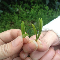 ���������ɲɲ��� ���������̼��롿-���۳���