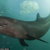 α�������徵ͷ�����Ц���к�