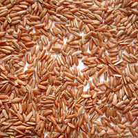 �ߴ�������׵�ʳ���������ð��