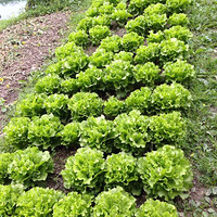 ��椼ҳ���