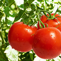 ���������� ����13�ֻƽ�ʳ��