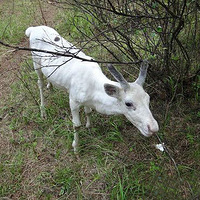 �²���������