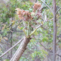 ��ɽ��ҩ��---����ɽ���ɰ�Ұ������Ƥȫ��¼