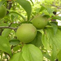 ��ɫʳ��������