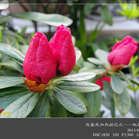 ����-ӳɽ�죨�Ұ������ҵĻ�֮���ž黨����