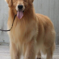 ����µ��������ѻƽ��ȷ��������