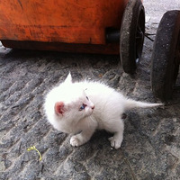 ����������������·�߼�һֻ�����Ѹص�С��è��������