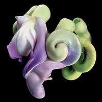 ��Botanica Magnifica��һ���е�ϡ��ֲ��