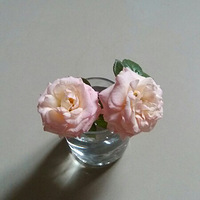 ɹɹ���ҵ�ֲ��