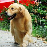 ��ӭABLE�仧���ݽ�ëѰ��Ȯ���ֲ�