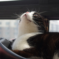 ���졢�������򿨡���2013��4��