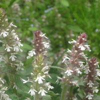 �����۵Ĳɼ����̾��ʷ���