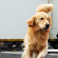 JUSTIN ��queenʮȫʮ�����¡���