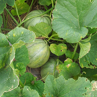 �Լ����Լ��Բź�