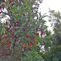 С������Ⱥ6.22��÷��ժ�����Ƭ�ˡ�����