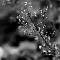 ������Ұ