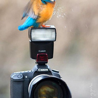 �������ȣ�