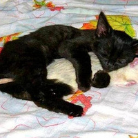 ����Ķ���Ŷ ��