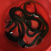 Ұ���������ո��