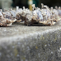 ���������ѣ������������ĵ����У���Ϊ����������