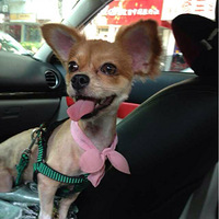 �ҼҺ���Ȯ���Ϲ����䣡