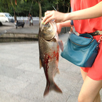 ����͵����