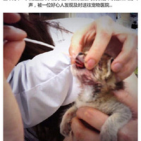 ����С����è�ɳ���