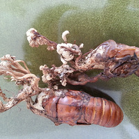 ��˭�������ֶ����Ĳ���