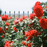 �����Ļ�~~