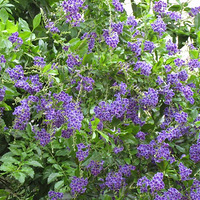 ��ɫ����~~