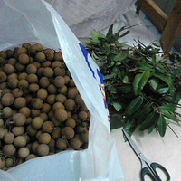 ��������ʳ