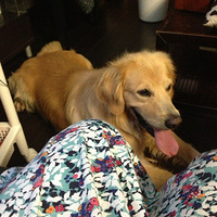 �汻�����Ľ�ëƤ��лл��ҵĹ���