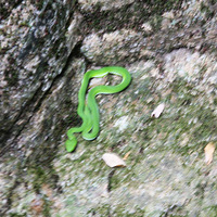 ����С��