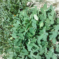 ��Ը��Ϊ��Ĳ�����ȫ��һ������