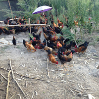 �ຼ�Լ�������������