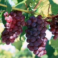 �����������Ѳ�ժ����