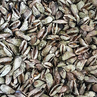 ���ʴ󼯽���ֻ��С����