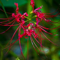 ����¯��Ͽ�������Ҷ�