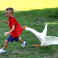 �������Ų��ţ���Ƭ���������Σ�