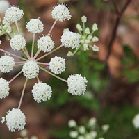 Ұ���°ײ���ɽ������