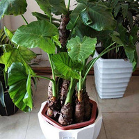 �������տ�������������⣬�ʺ�������ֳ�Ļ����ݲ�~��